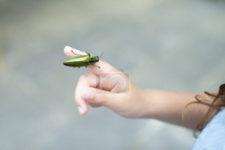 Photo for Jewel Beetle on girl's hand - Royalty Free Image