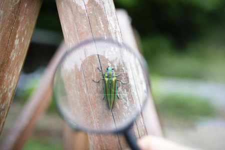 Foto de Ver la joya escarabajo en la lupa - Imagen libre de derechos