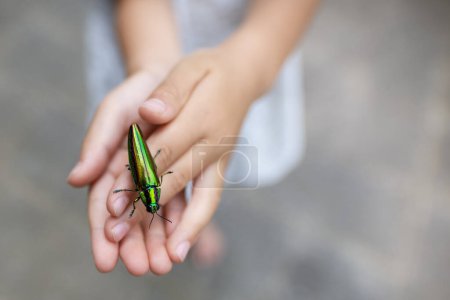 escarabajo