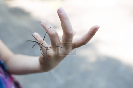 Photo for Stick insect on female hand - Royalty Free Image