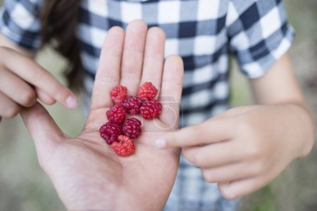 Photo for Parent and child hands over raspberries - Royalty Free Image