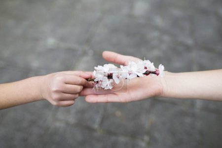 Téléchargez les photos : Mains de parents et d'enfants distribuant des fleurs d'abricot - en image libre de droit