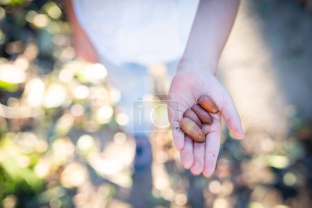 Téléchargez les photos : Main d'enfant tenant un gland - en image libre de droit