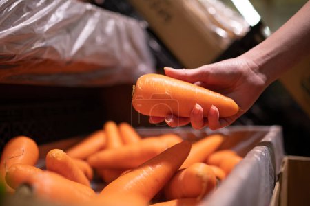Photo for Woman choosing carrots in the market - Royalty Free Image