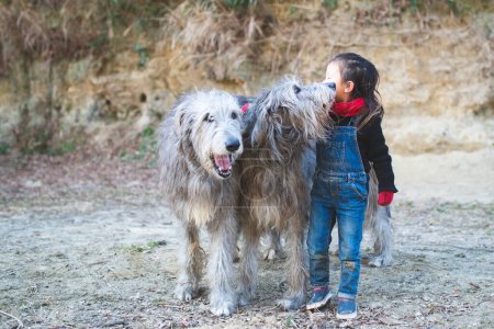 Foto de Chica e irlandés Wolfhound perros son buenos amigos - Imagen libre de derechos