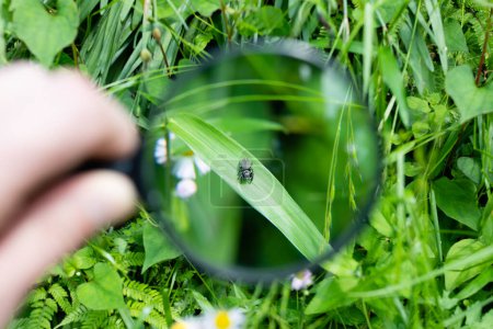 Téléchargez les photos : Voir une petite araignée avec une loupe - en image libre de droit