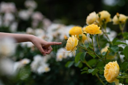 Photo for Child's hand pointing at a yellow roses - Royalty Free Image