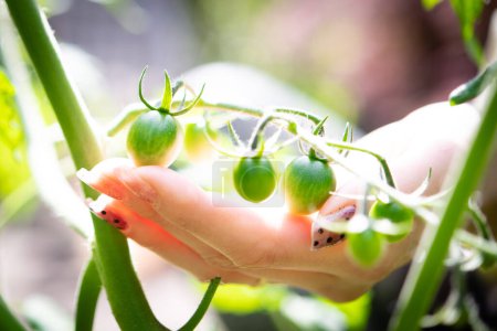 Téléchargez les photos : Une femme touche une tomate verte - en image libre de droit