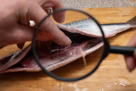 Téléchargez les photos : En regardant à travers une loupe à Anisakis parasite sur les organes internes des poissons - en image libre de droit
