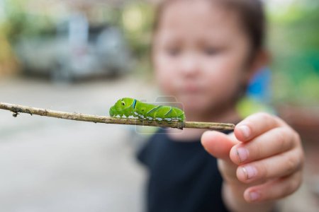 Photo for Child touch the caterpillar on branch - Royalty Free Image