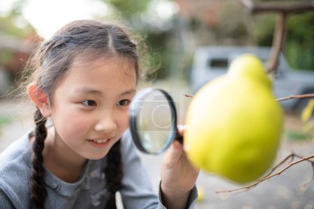 Foto de Una chica mirando una fruta de membrillo con una lupa - Imagen libre de derechos