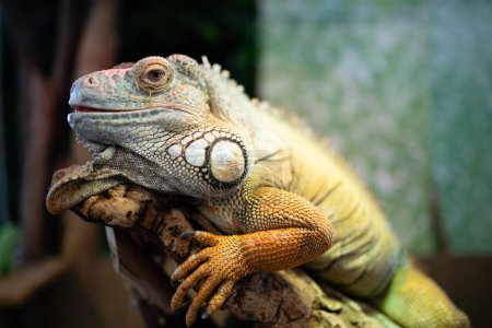 Téléchargez les photos : Un iguane vert captif se détend - en image libre de droit