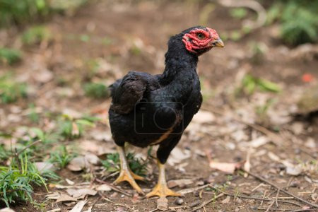 Téléchargez les photos : Gros plan de poulet noir - en image libre de droit