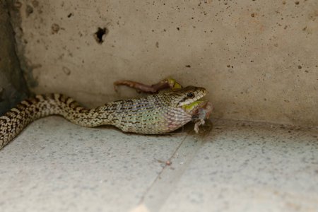 Téléchargez les photos : Serpent qui a mangé une grenouille - en image libre de droit
