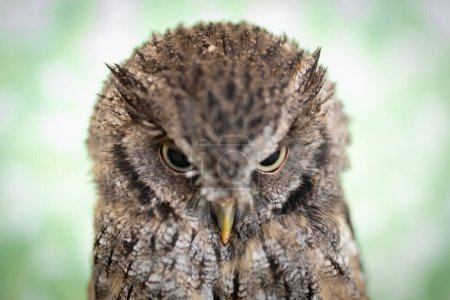 Photo for Red sparrow owl looking at camera - Royalty Free Image
