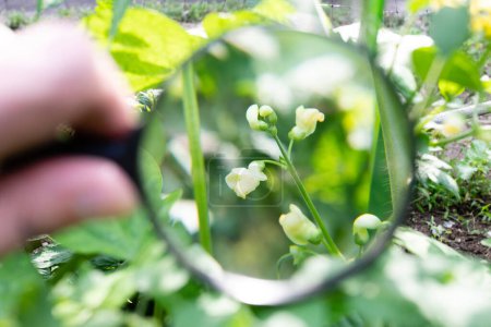 Téléchargez les photos : Agrandissement de la fleur du haricot rouge avec une loupe - en image libre de droit