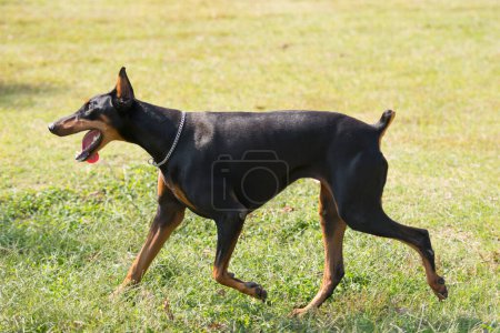 Téléchargez les photos : Doberman chien jouant à l'extérieur - en image libre de droit