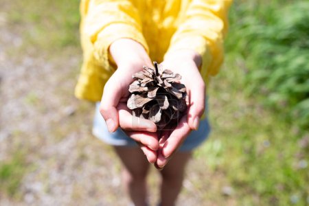 Photo for Hands of a child presenting a pinecone - Royalty Free Image
