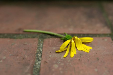 Photo for Wilting flower on the floor - Royalty Free Image