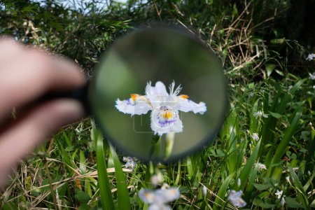 Téléchargez les photos : Fille regardant en loupe sur la fleur - en image libre de droit