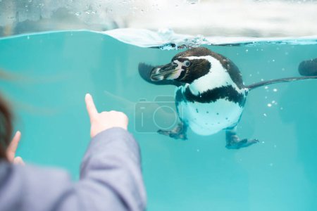 Foto de Niño mirando pingüinos en el acuario - Imagen libre de derechos