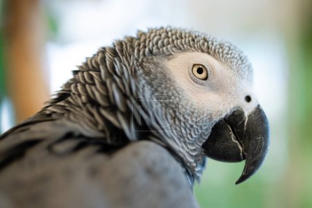 Téléchargez les photos : Un perroquet gris aux yeux acérés - en image libre de droit