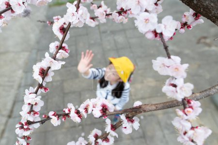Téléchargez les photos : Étudiant de l'école primaire regardant les fleurs de cerisier - en image libre de droit