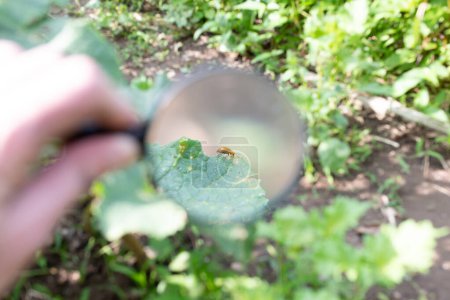 Foto de Mirando a través de una lupa a un escarabajo pepino comiendo una hoja de pepino - Imagen libre de derechos