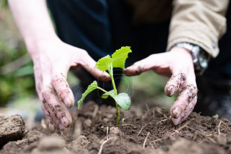 Téléchargez les photos : Mains d'un homme plantant des semis - en image libre de droit