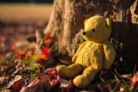 Téléchargez les photos : Ours en peluche dans la forêt d'automne - en image libre de droit
