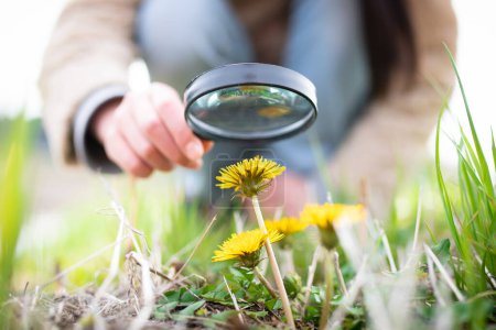 Photo for Girl looks at dandelions with magnifying glass - Royalty Free Image