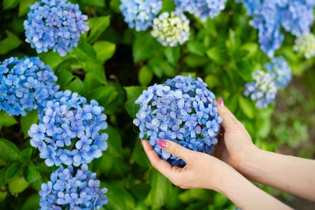Téléchargez les photos : Main féminine touchant fleurs hortensia - en image libre de droit
