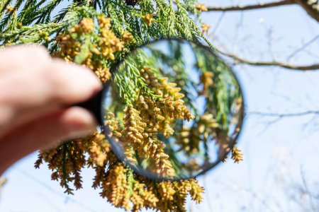 Photo for Looking at cedar flowers with a magnifying glass - Royalty Free Image