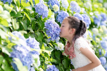 Téléchargez les photos : Une fille qui sent le parfum des hortensias - en image libre de droit