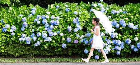 Téléchargez les photos : Fille marche sur la route où hortensia a fleuri - en image libre de droit