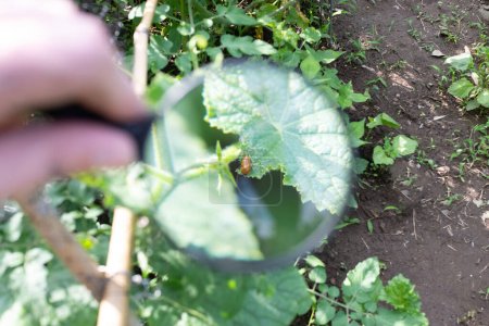 Photo for Looking through a magnifying glass at a cucumber beetle eating a cucumber leaf - Royalty Free Image