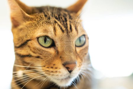 Foto de Bengala gato cara de cerca - Imagen libre de derechos