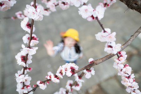Téléchargez les photos : Étudiant de l'école primaire regardant les fleurs de cerisier - en image libre de droit