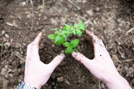Téléchargez les photos : Main d'un homme plantant des semis - en image libre de droit