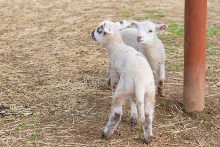 Foto de Dos ovejitas en la granja - Imagen libre de derechos