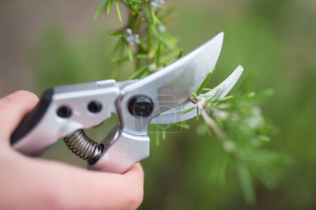 Photo for Pruning shears to cut the branches of rosemary - Royalty Free Image