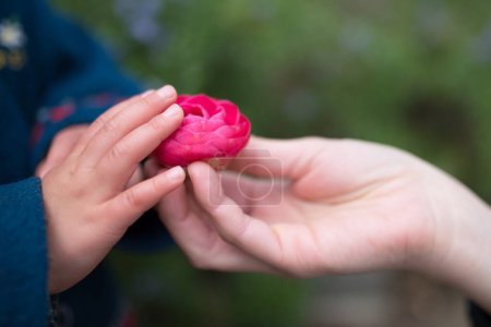 Photo for Hand handing the camellia flower - Royalty Free Image