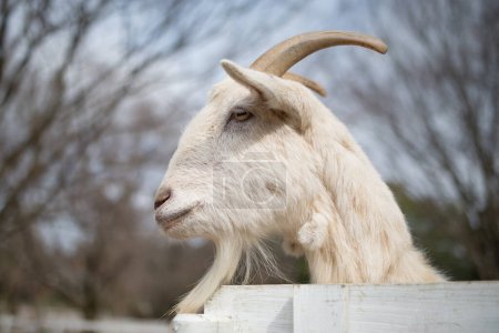 Foto de Vista lateral de cabra en rancho de invierno - Imagen libre de derechos