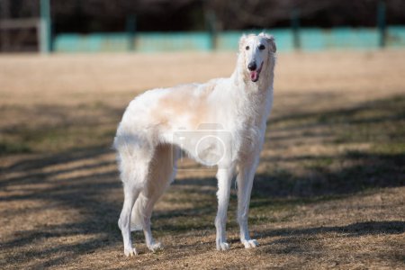 Photo for Borzoi dog on a meadow - Royalty Free Image