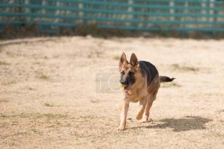 Photo for German Shepherd Dog playing outdoors - Royalty Free Image