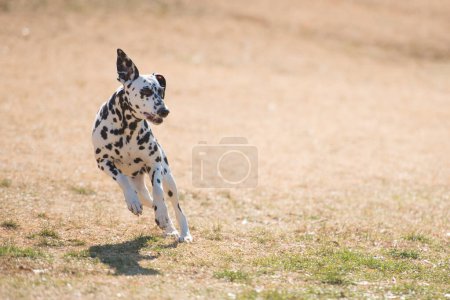 Foto de Dalmacia Perro corriendo sobre el prado - Imagen libre de derechos