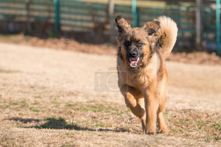 Foto de León berger perro corriendo al aire libre - Imagen libre de derechos