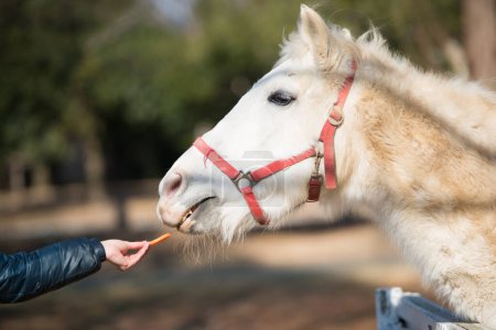 Téléchargez les photos : Nourrir un cheval à la ferme - en image libre de droit