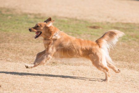 Téléchargez les photos : Golden retriever chien courant sur le terrain - en image libre de droit