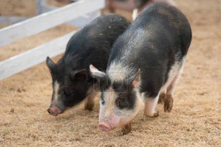 Foto de Cerdos de vientre en la granja - Imagen libre de derechos